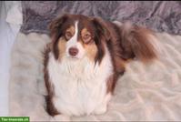 Australian Shepherd Mix Rüde sucht neues Zuhause