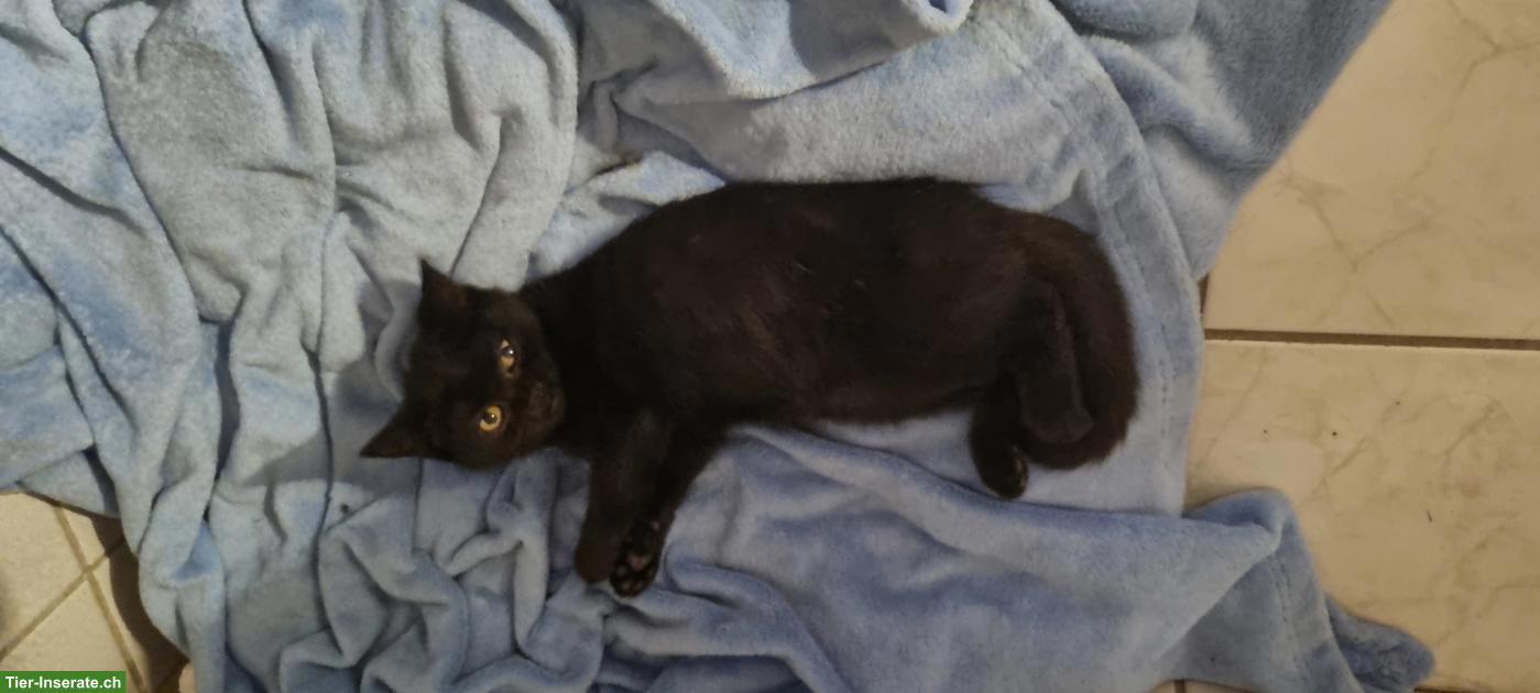 Reinrassige BKH Kitten, schwarz