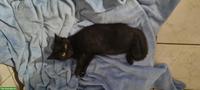 Reinrassige BKH Kitten, schwarz