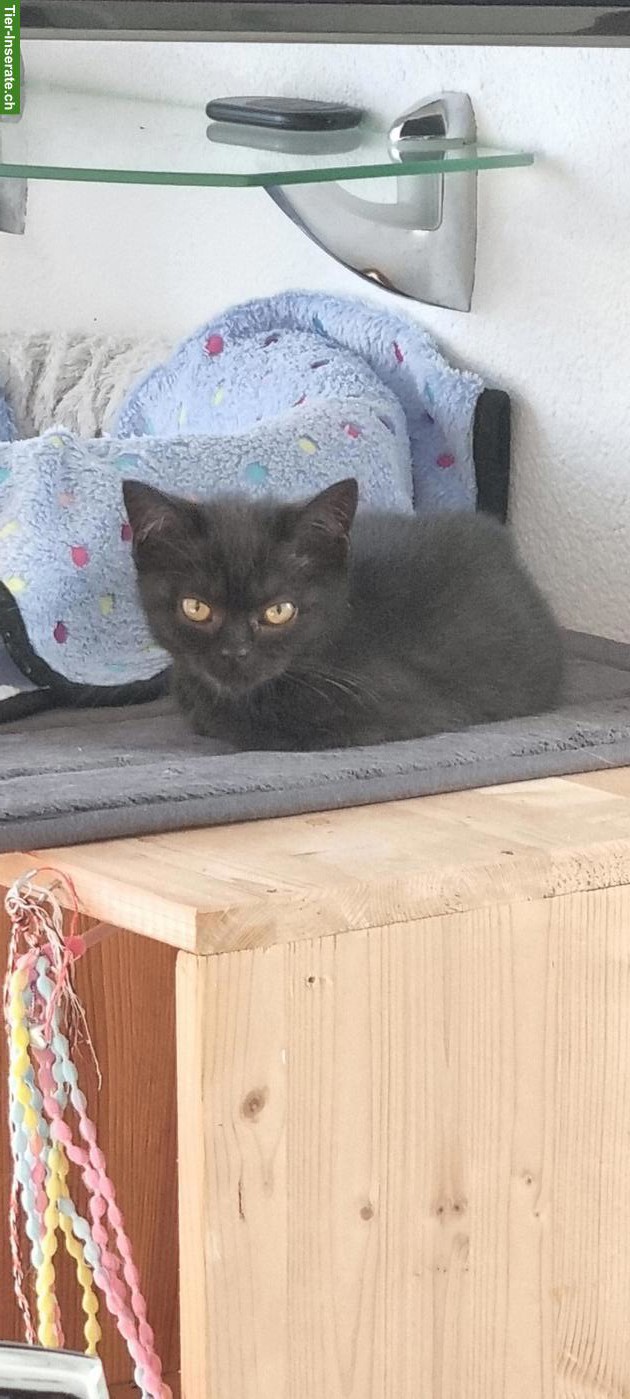 Bild 2: Reinrassige BKH Kitten, schwarz