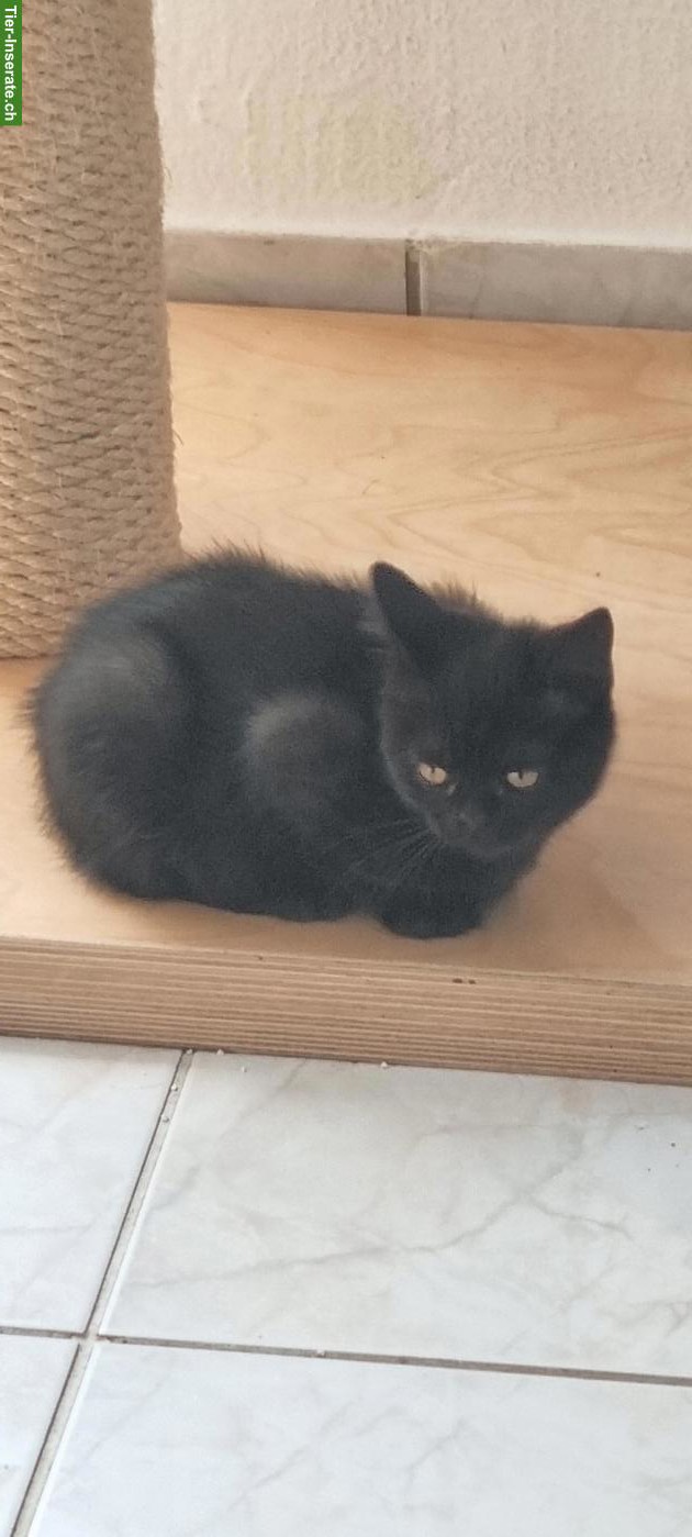 Bild 3: Reinrassige BKH Kitten, schwarz