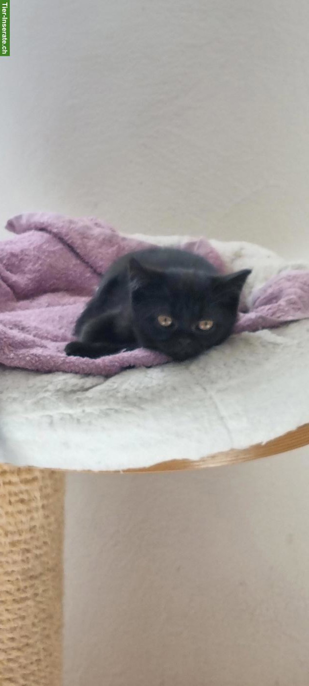 Bild 4: Reinrassige BKH Kitten, schwarz