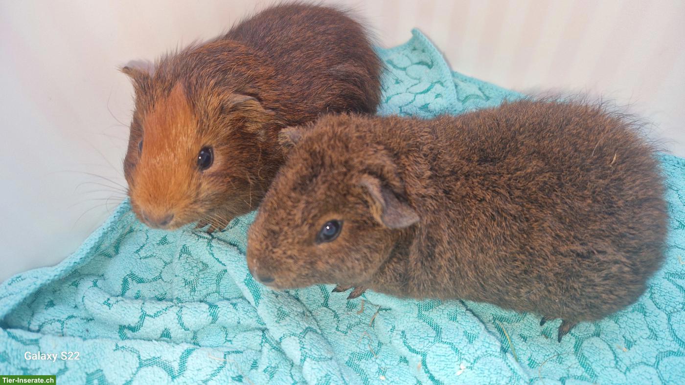 Junge Meerschweinchen abzugeben
