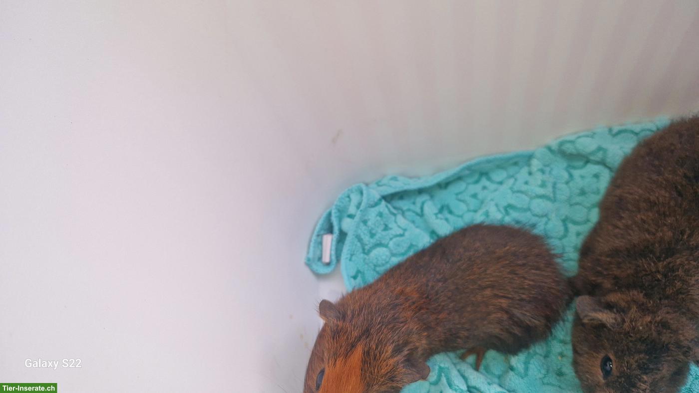 Bild 3: Junge Meerschweinchen abzugeben