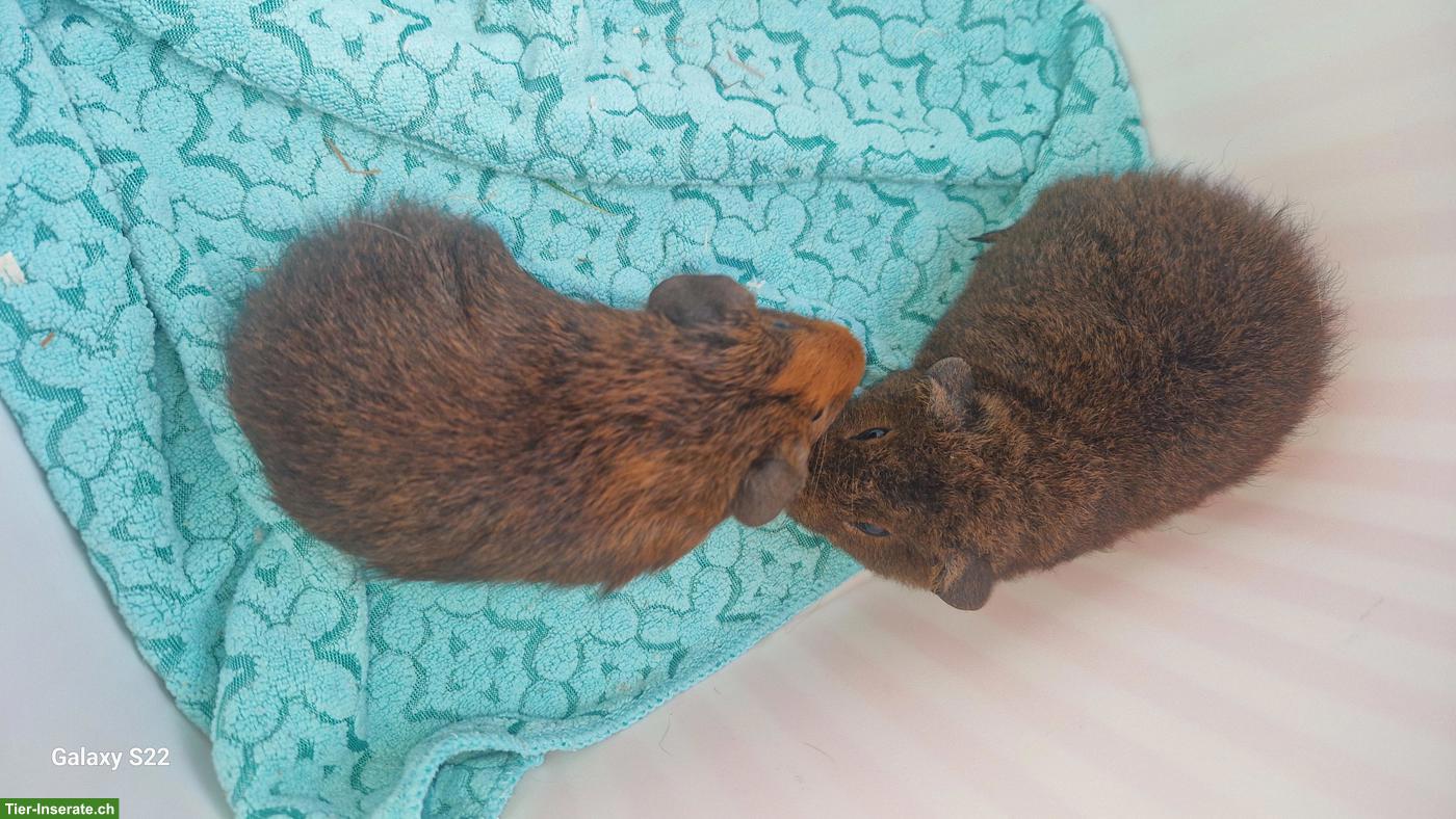 Bild 4: Junge Meerschweinchen abzugeben