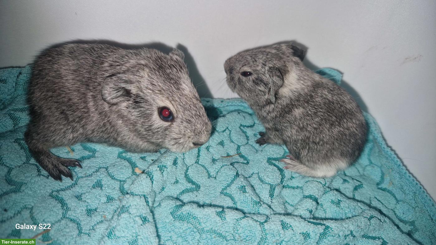 Bild 5: Junge Meerschweinchen abzugeben