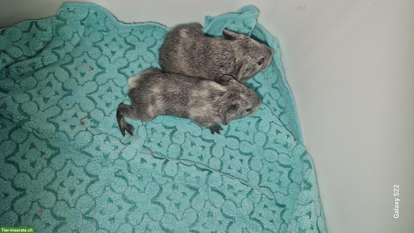 Bild 6: Junge Meerschweinchen abzugeben