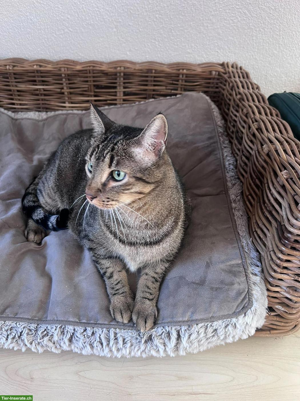 Bild 2: Mondo, charmanter Tigerkater sucht sein Für-immer-Zuhause