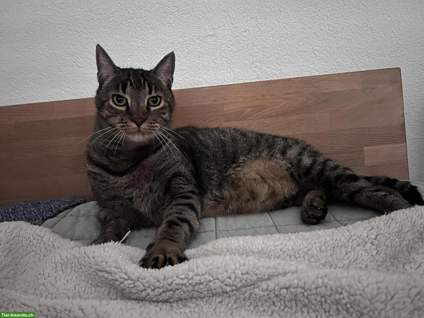 Bild 3: Mondo, charmanter Tigerkater sucht sein Für-immer-Zuhause