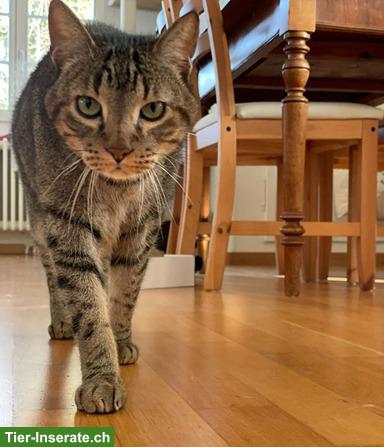 Bild 4: Mondo, charmanter Tigerkater sucht sein Für-immer-Zuhause