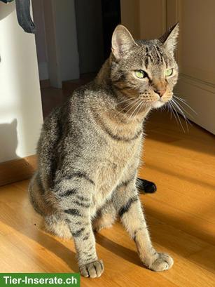 Bild 5: Mondo, charmanter Tigerkater sucht sein Für-immer-Zuhause