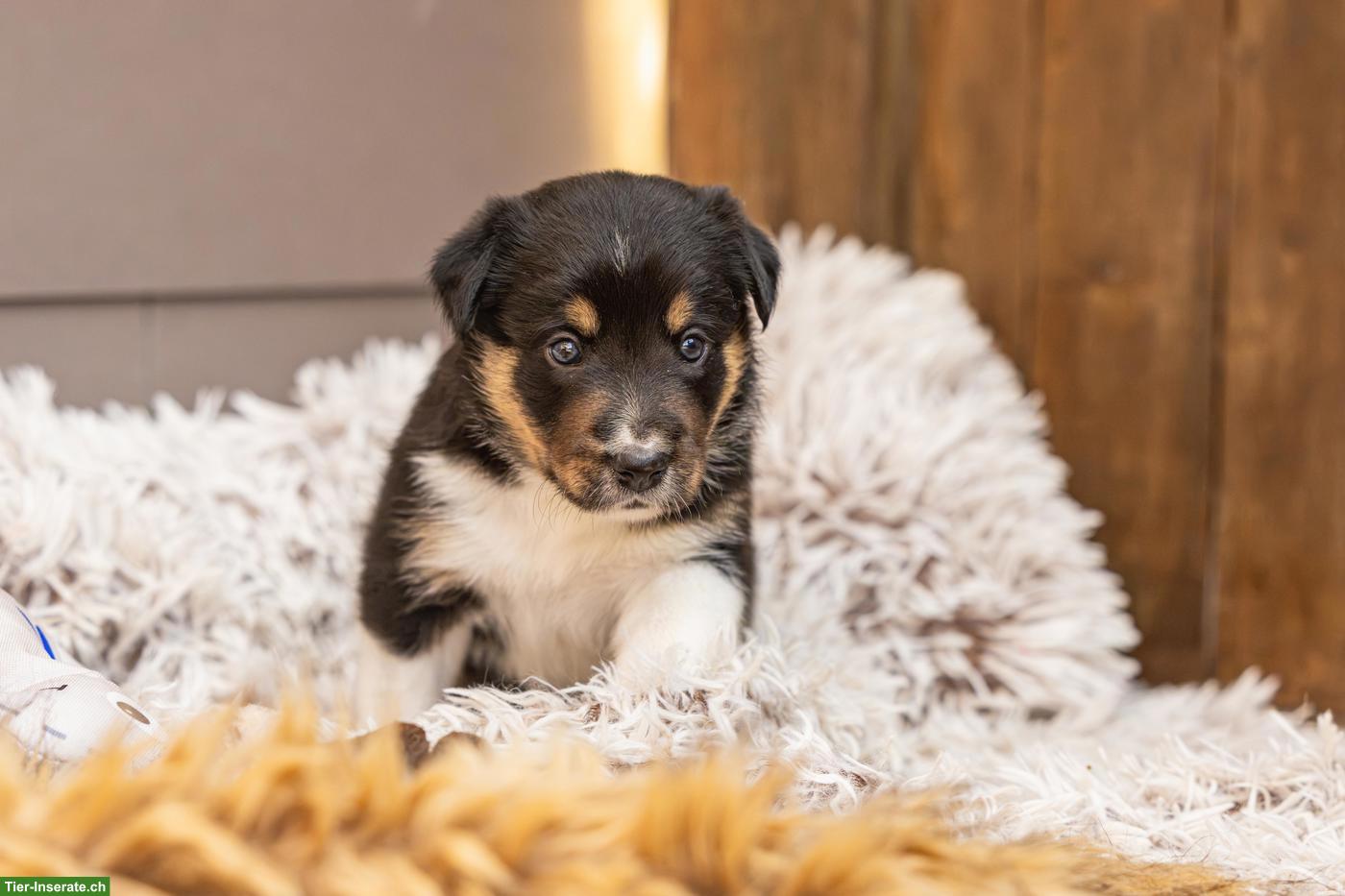 Reinrassige Border Collie Hündin