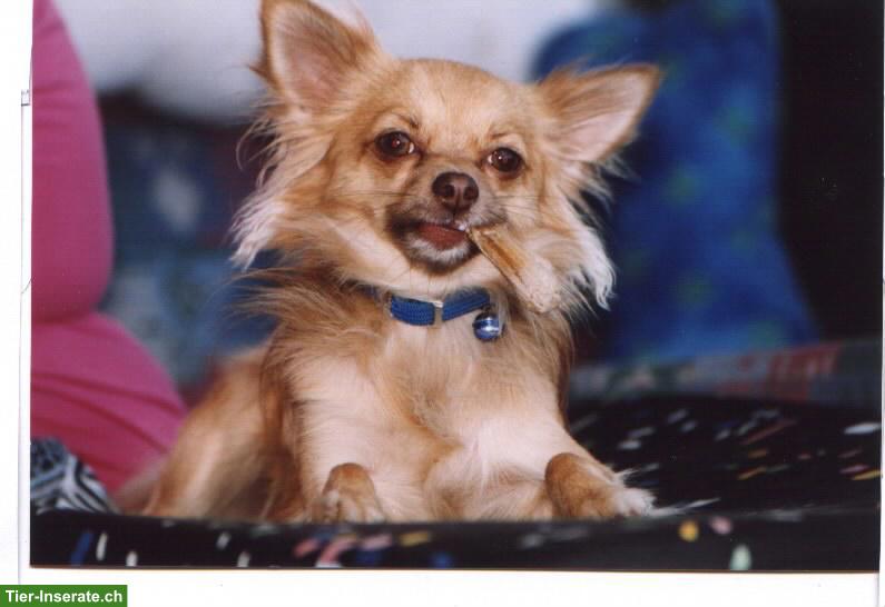 Suche kleinen Hund, Chihuahua oder ähnliches, nicht zu schwer