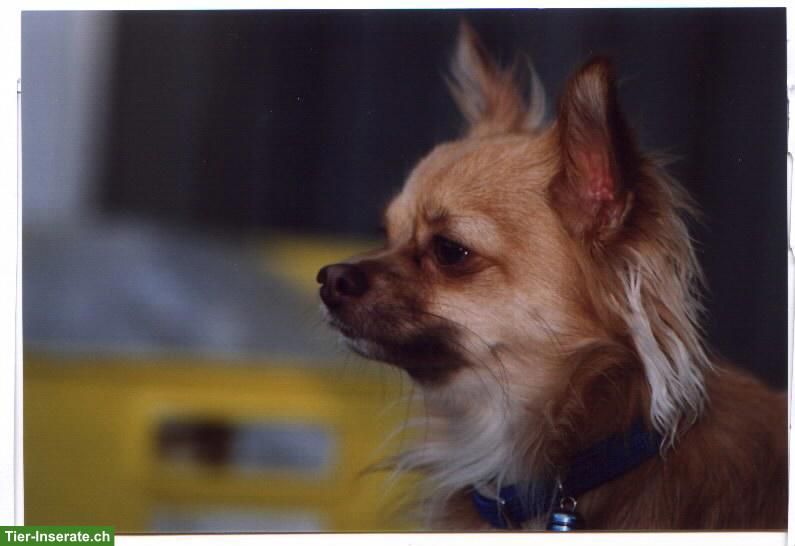 Bild 2: Suche kleinen Hund, Chihuahua oder ähnliches, nicht zu schwer