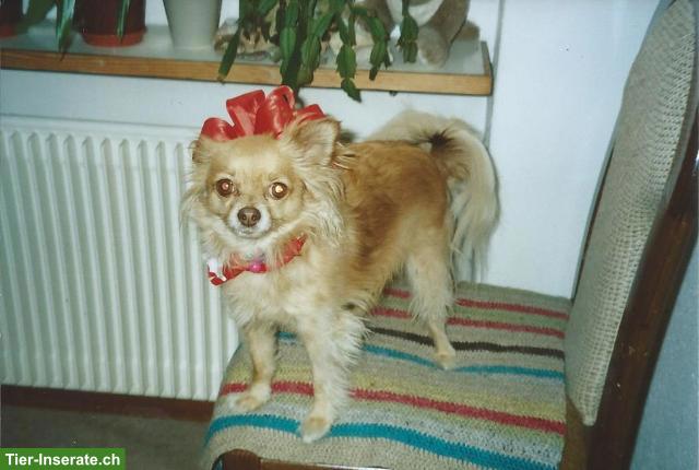 Bild 3: Suche kleinen Hund, Chihuahua oder ähnliches, nicht zu schwer