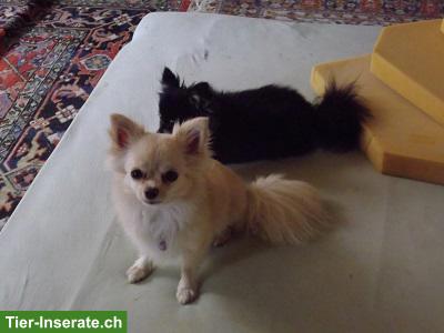 Bild 4: Suche kleinen Hund, Chihuahua oder ähnliches, nicht zu schwer