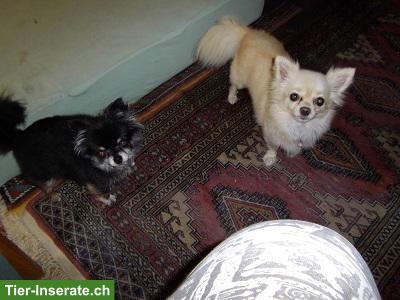 Bild 5: Suche kleinen Hund, Chihuahua oder ähnliches, nicht zu schwer