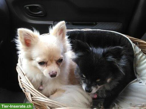 Bild 6: Suche kleinen Hund, Chihuahua oder ähnliches, nicht zu schwer