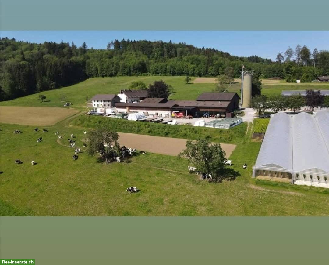 Auslaufboxe zu vermieten in Dintikon AG