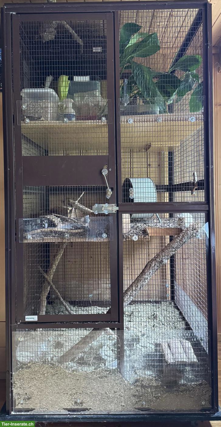 Bild 3: 2 Degus (m/w), optional mit Käfig und Zubehör