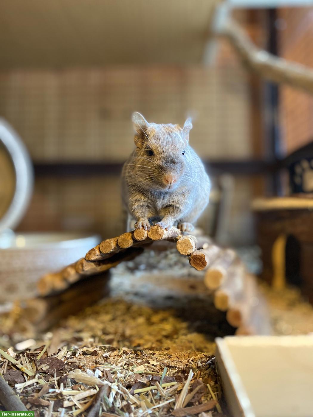 Bild 4: 2 Degus (m/w), optional mit Käfig und Zubehör