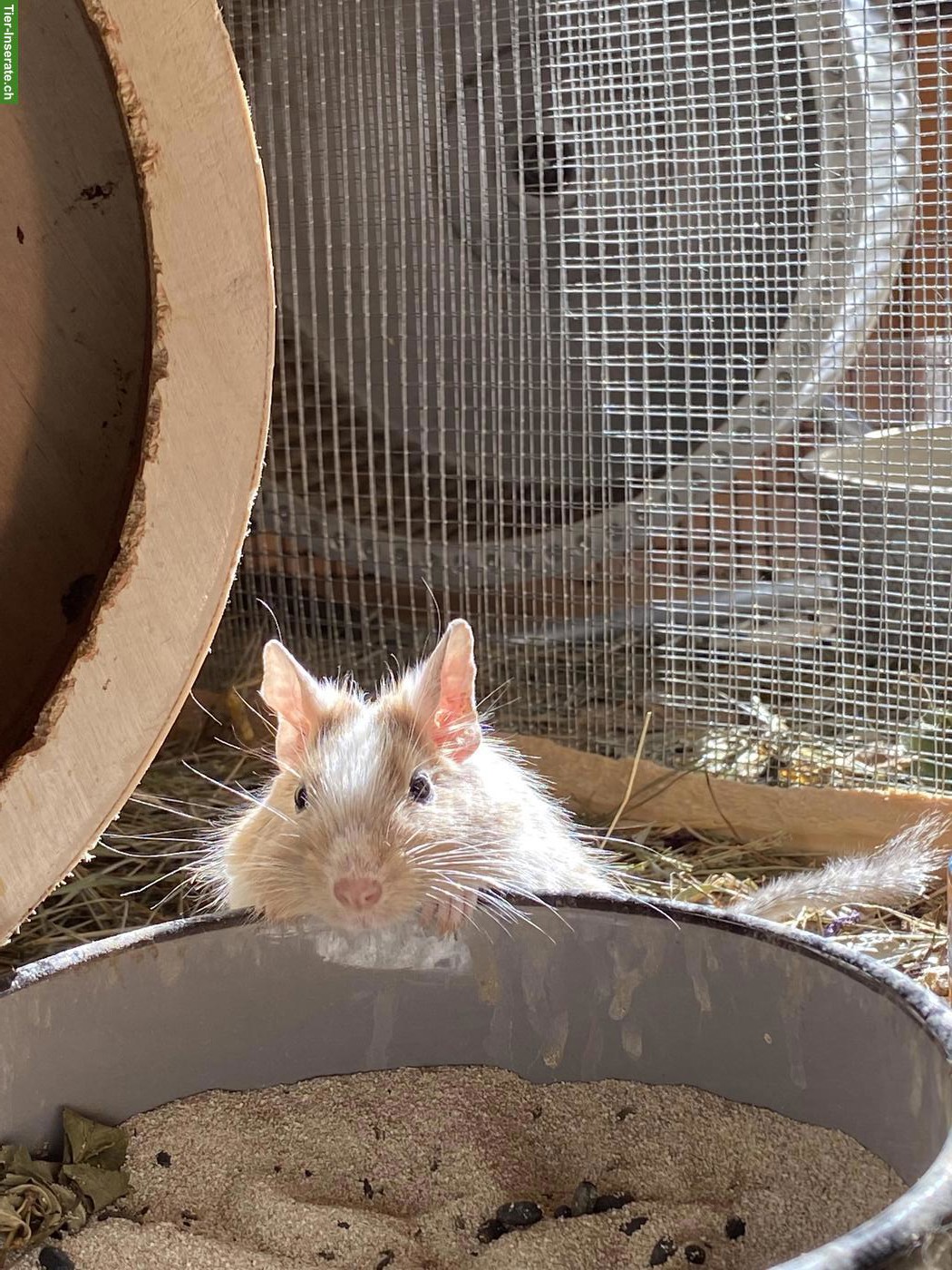 Bild 5: 2 Degus (m/w), optional mit Käfig und Zubehör