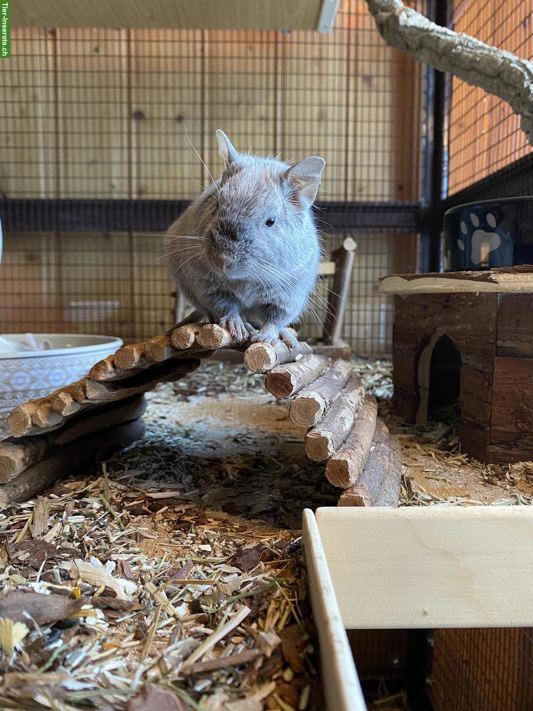 Bild 6: 2 Degus (m/w), optional mit Käfig und Zubehör