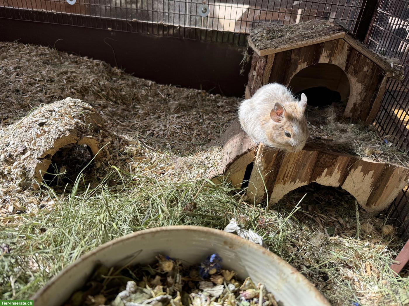 Bild 7: 2 Degus (m/w), optional mit Käfig und Zubehör