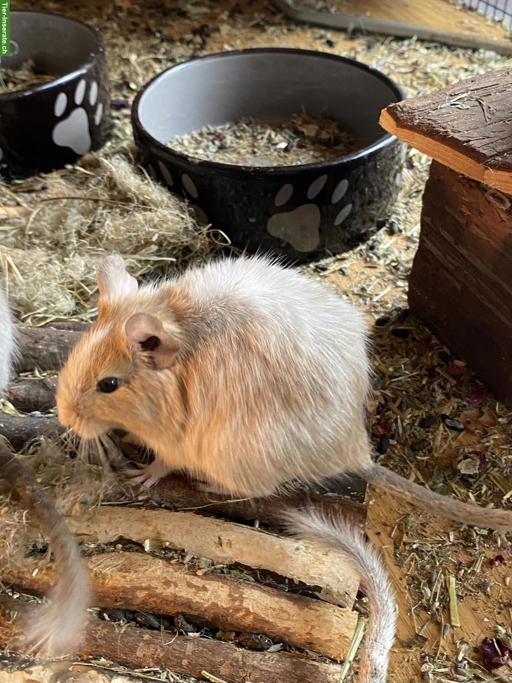 Bild 8: 2 Degus (m/w), optional mit Käfig und Zubehör