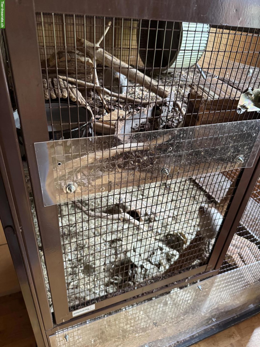 Bild 9: 2 Degus (m/w), optional mit Käfig und Zubehör