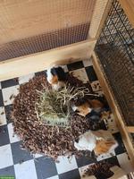 Meerschweinchen Pixie, Foxy & Winston suchen ihr Für-immer-Zuhause