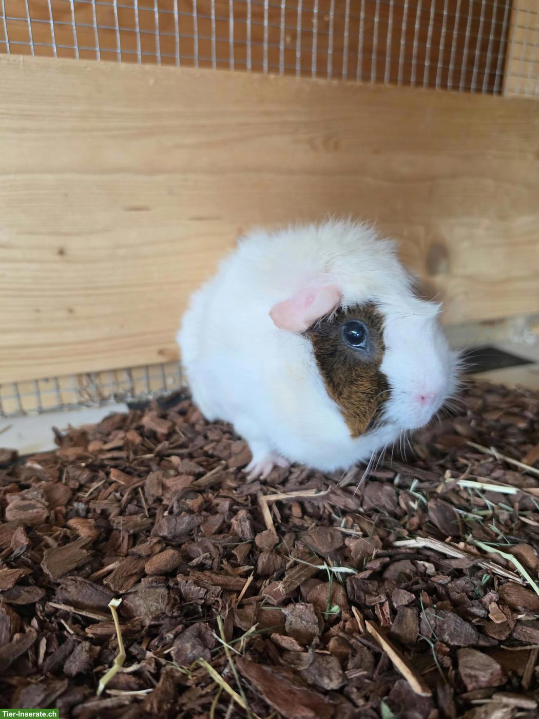 Bild 2: Meerschweinchen Pixie, Foxy & Winston suchen ihr Für-immer-Zuhause