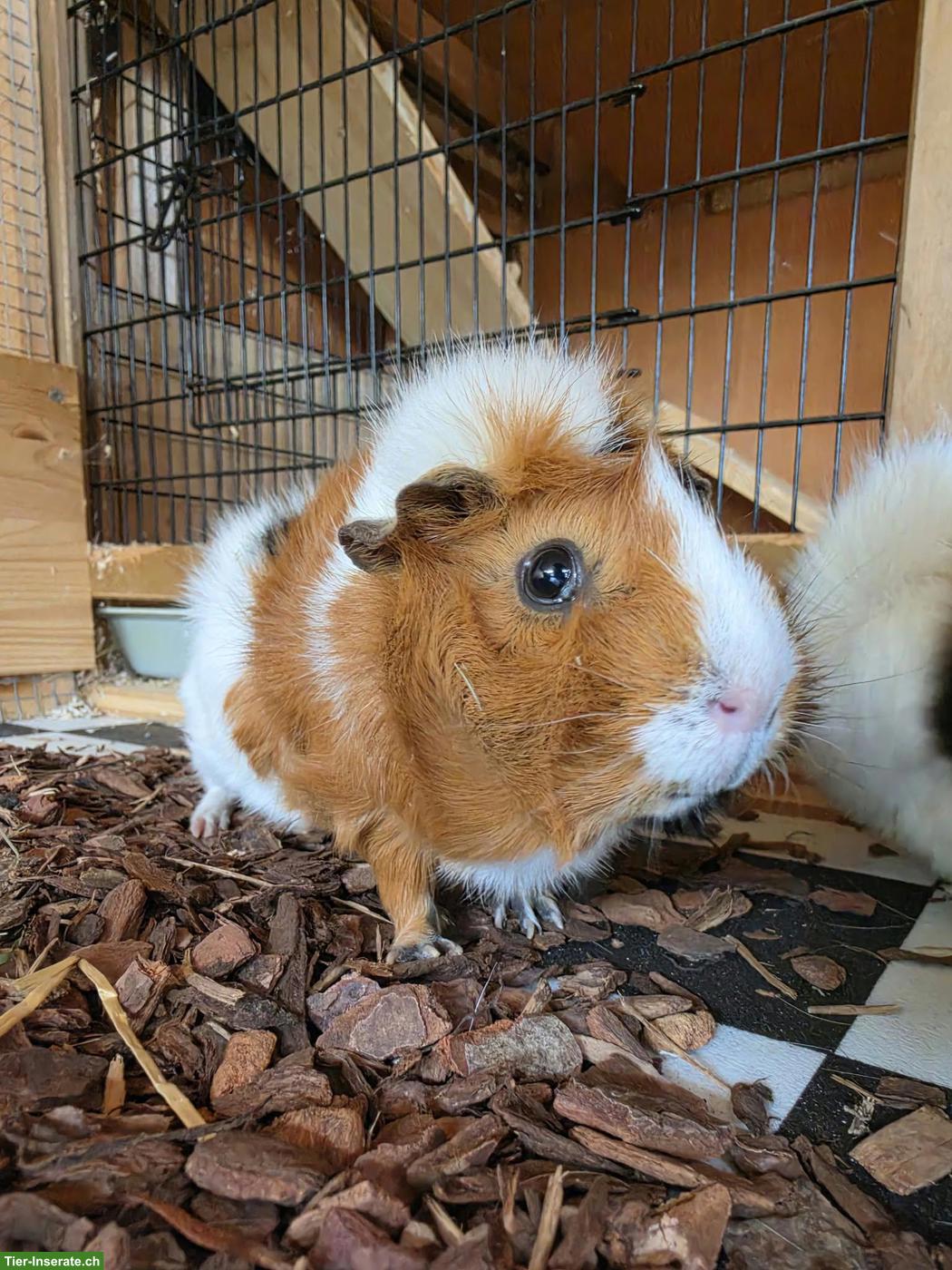 Bild 3: Meerschweinchen Pixie, Foxy & Winston suchen ihr Für-immer-Zuhause