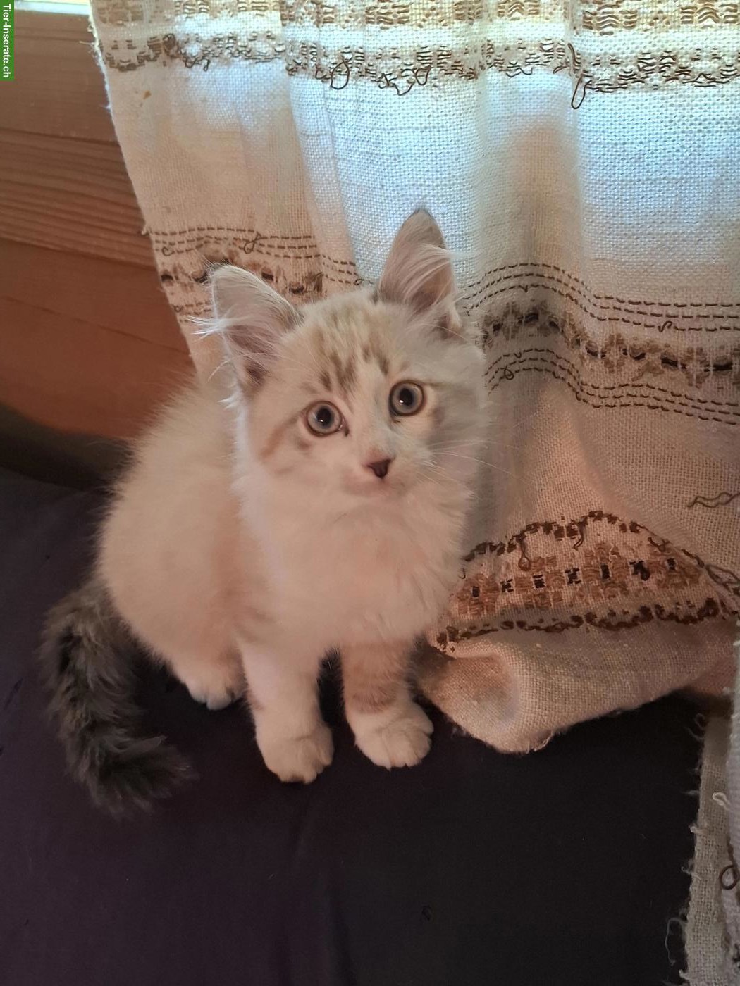 Neva Masquarade Mix Kater