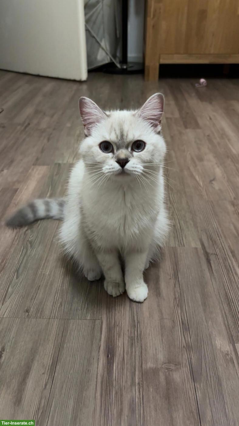 British Shorthair Katze mit komplettem Zubehör abzugeben