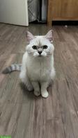 British Shorthair Katze mit komplettem Zubehör abzugeben