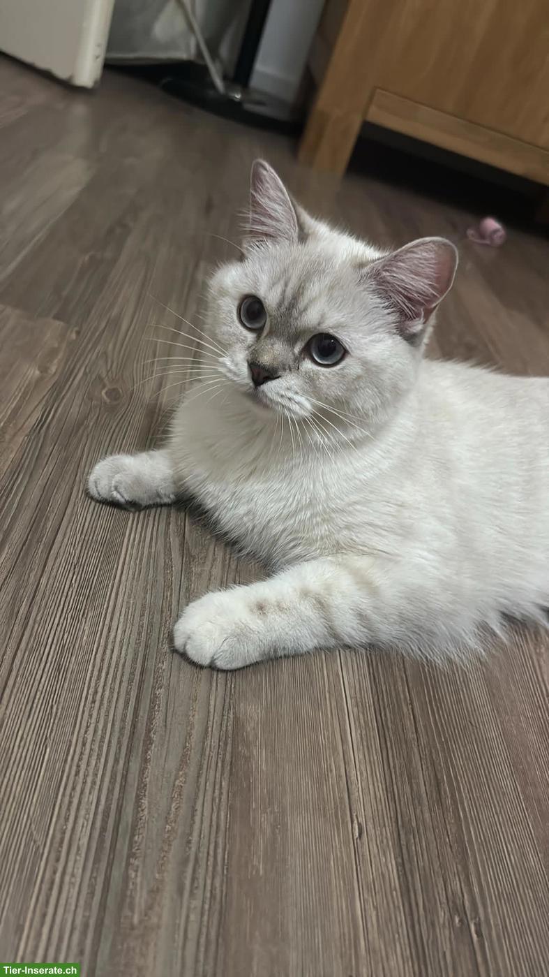 Bild 2: British Shorthair Katze mit komplettem Zubehör abzugeben