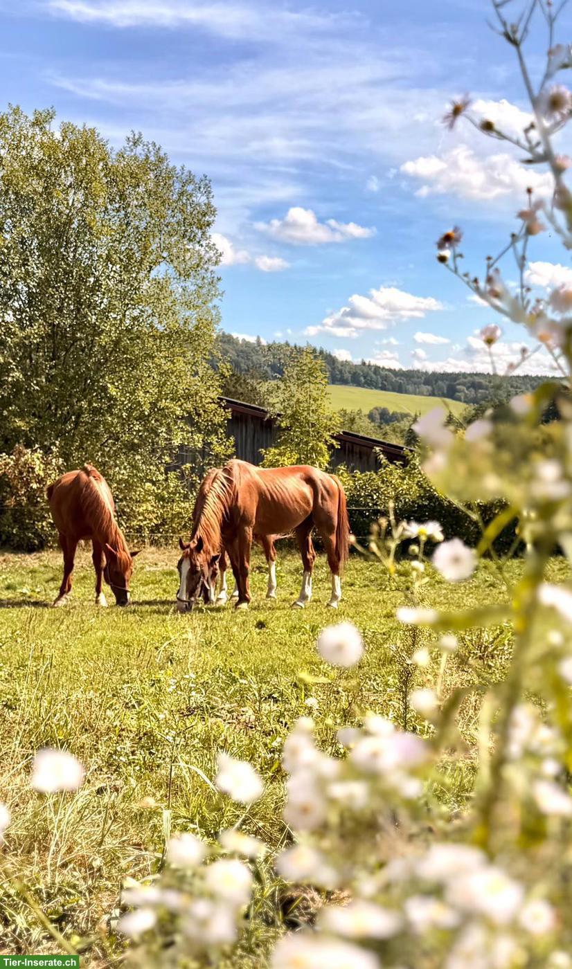 Altersweide / Rekonvalesenz / Grenznah zur Schweiz