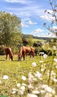 Altersweide / Rekonvalesenz / Grenznah zur Schweiz