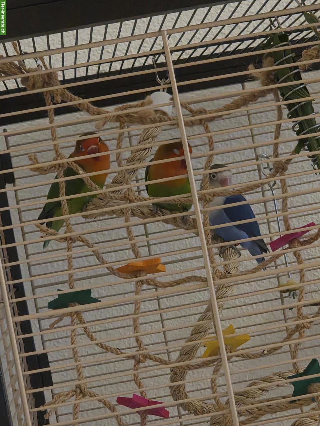 Bild 3: 3 Agaporniden abzugeben