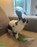 Kaninchen Rammler zu verkaufen