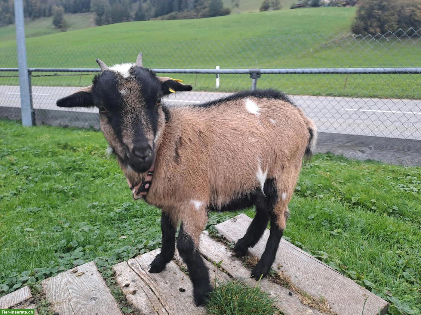 Zwergziege Lili sucht tolles neues Zuhause