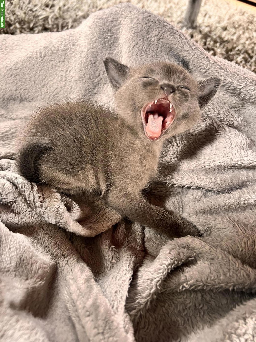 Bild 2: Burma Kitten, Kater
