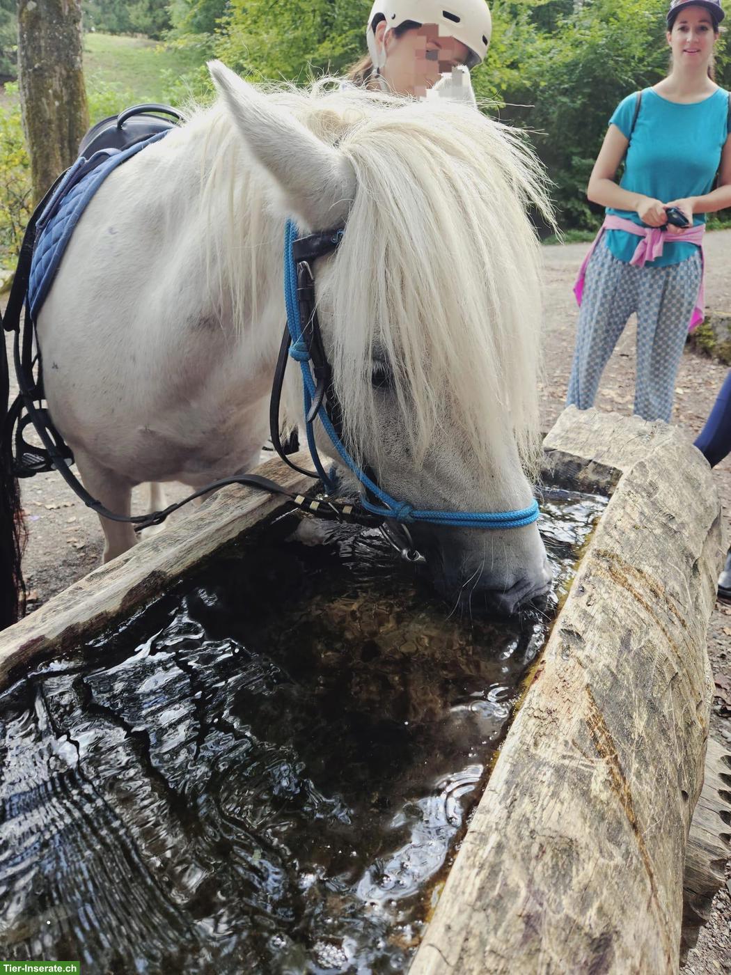 Bild 2: Pony Wallach, brav und kinderlieb, 115cm