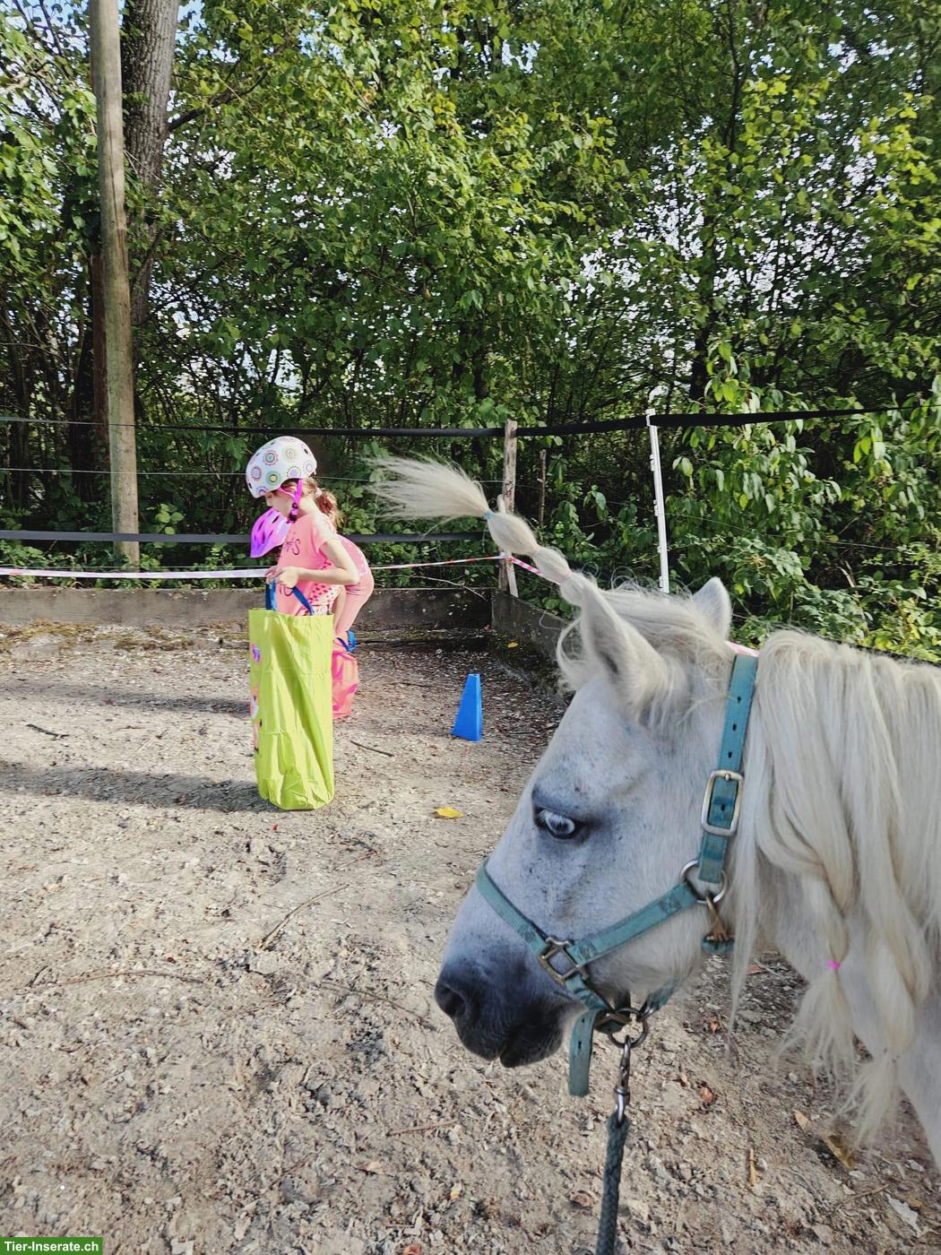 Bild 3: Pony Wallach, brav und kinderlieb, 115cm