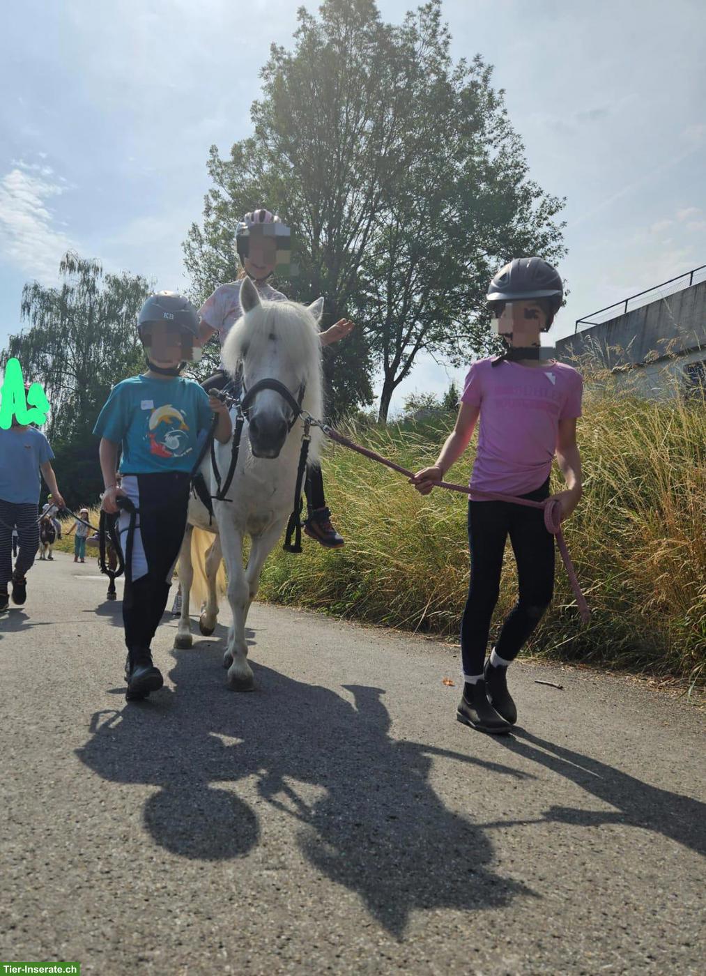 Bild 7: Pony Wallach, brav und kinderlieb, 115cm