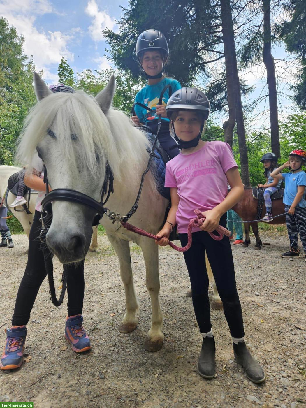 Bild 8: Pony Wallach, brav und kinderlieb, 115cm
