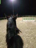Reitbeteiligung gesucht im Raum Brugg/Fricktal