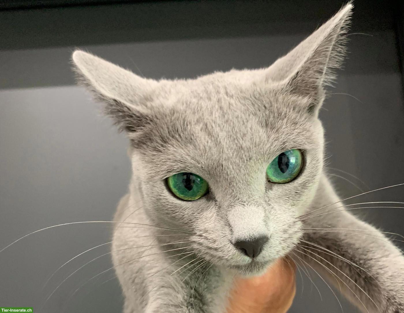 Echte Russisch Blau Kitten mit Stammbaum
