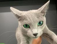 Echte Russisch Blau Kitten mit Stammbaum